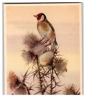 European Goldfinch Bird on Thistle Vintage Nature Illustration Postcard